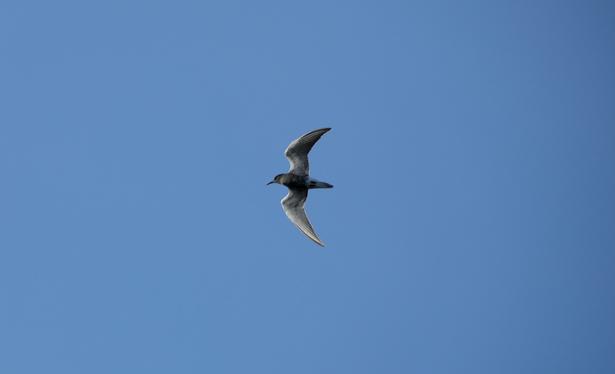 Een Zwarte stern centraal in de afbeelding en vliegt tegen een heldere, helderblauwe lucht. De vogel is een mix van grijs en donkergrijs, met zijn vleugels wijd uitgespreid in een sierlijke boog. Zijn lichaam en vleugels zijn in profielaanzicht geplaatst. De vogel is midden in zijn vlucht, met zijn vleugels licht schuin, waardoor de complexe textuur van zijn veren zichtbaar is. De vogel is middelgroot. De lucht is uniform, diep azuurblauw, zonder wolken of andere visuele elementen. De belichting is helder en gelijkmatig, zonder schaduwen. De compositie is eenvoudig en helder, en benadrukt de beweging en vrijheid van de vogel. Het perspectief is vanuit een iets verhoogd standpunt, waardoor de vorm en de vliegroute van de vogel volledig zichtbaar zijn. De sfeer is sereen en kalm, wat doet denken aan een zonnige dag. De stijl is fotografisch en legt een scherp en gedetailleerd beeld van de vorm van de vogel in vlucht vast.