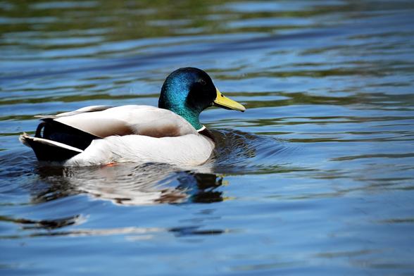 Een mannelijke wilde eend, gepositioneerd aan de linkerkant van de afbeelding, zwemt rustig in stilstaand water. De eend is in profielaanzicht, met zijn gezicht naar de rechterkant van het beeld. Zijn verenkleed is overwegend wit, met zwarte en donkerbruine markeringen op zijn vleugels en staartveren. Zijn kop vertoont een iriserende blauwgroene kleur, een karakteristiek kenmerk van de soort. Een felgele snavel is prominent aanwezig. Het lichaam van de eend is gestroomlijnd en weerspiegelt zijn beweging op het wateroppervlak. Het water is diepblauw met subtiele rimpelingen, die de lucht en de vorm van de eend weerspiegelen. Een lichte, door de zon beschenen weerspiegeling van de eend is zichtbaar op het wateroppervlak. De belichting is helder en natuurlijk, waardoor de kleuren van de eend tegen het water worden geaccentueerd. De sfeer is sereen en natuurlijk, en toont een vredig, waterig tafereel. Het perspectief is iets boven de waterlijn, met de nadruk op het lichaam van de eend en zijn interactie met het water. De compositie is eenvoudig maar effectief en vestigt de aandacht op de beweging en kleuren van de eend.