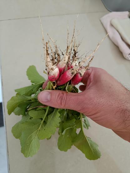 Botte de radis du potager