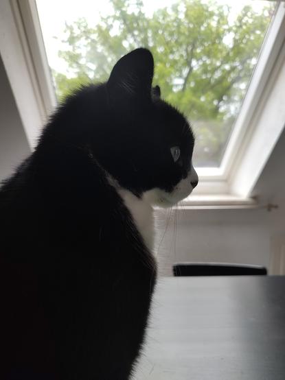 Porträt des Kater Phips. Im Hintergrund ein Dachschrägefenster wodurch ein Baum zu erkennen ist