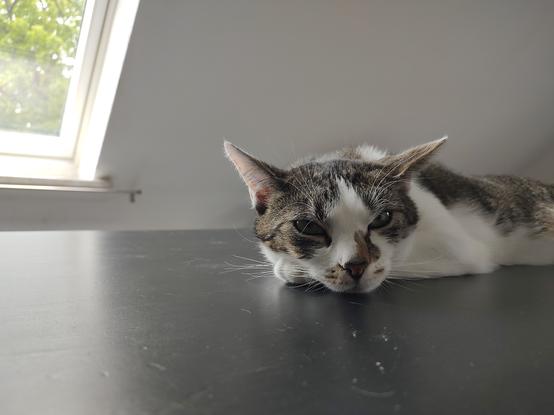 Der Kater Sammy liegt ganz flach auf dem Küchentisch und sieht sehr entspannt aus