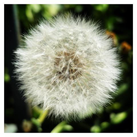 Closeup of a dandelion clock with details of its silver tufts and gold center, against a blurred background of garden greenery and a fence bar to the left. The image is square and bordered by a white frame.
