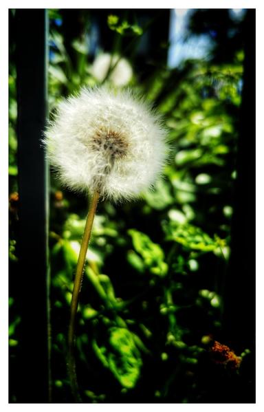 Vertical photo of a silver-tufted dandelion clock on a long bending stem, standing next to the bar of a garden fence at left frame, with blurred green leaves beyond. The image is bordered by a white frame.