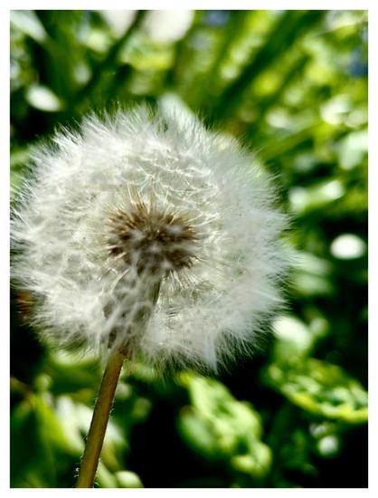Closeup of the dandelion clock from the previous photo, tufts illuminated by sunlight, against a blurred backdrop of green leaves. The image is bordered by a white frame.