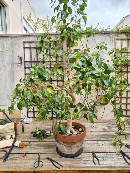 Ficus benjamina con tensores por todas partes y las ramas demasiado largas como para tener una forma clara