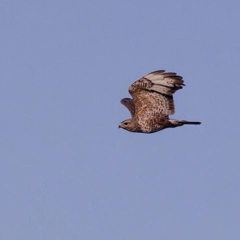 Обыкновенный канюк / Common Buzzard