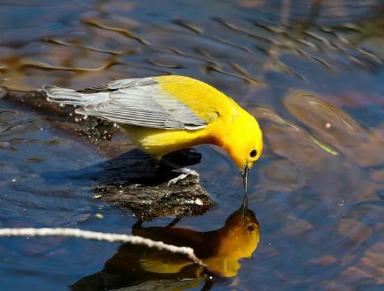 Photo by: Edward O’Connor. Photo shows a Prothonotary Warbler looking at its reflection in the water. These birds are bright golden yellow with blue-gray wings and tail and a yellow-olive back. Its beady black eye stands out on its solid yellow face. Seen from below, it has white under the tail. Females are often paler yellow than males.