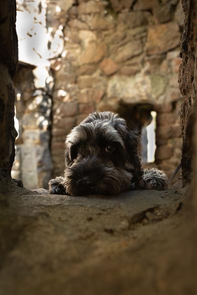 A black and grey dog has his head peeking over a stone opening in a stone building looking directly at the camera