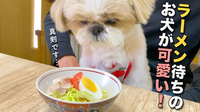 【シーズー】ラーメン待ちのお犬が、めちゃ可愛い！www 〜まるちゃん家のGW①〜【384】