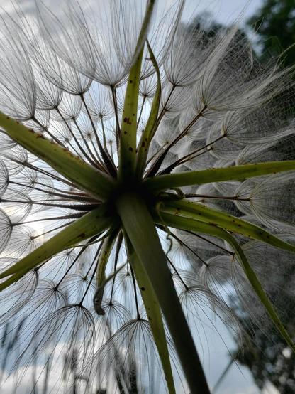 Salsify from below. The sky and treetops are seen through the seed head.