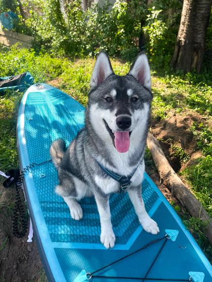 A teenage husky sits on a paddleboard, looking at the camera with a happy face.