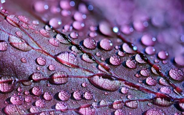 Interconnected: Patterns of leaves reflected in water