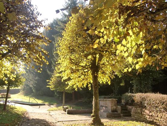 Der historische Dorfbrunnen in Vielbrunn befindet sich hinter einem Baum.
Aus einer Natursteinmauer ragen frontseitig 3 Röhren und je eine weitere Röhre links und rechts heraus, aus denen Wasser strömt und ein Steinbecken füllt. Daher stammt der Name "Fünfröhrenbrunnen". Um 90 Grad gedreht gibt es noch ein schmales Steinbecken, das früher als Viehtränke diente. 
Hinter der Mauer führt eine kleine Treppe zum höher gelegenen Gelände hinter dem Brunnen. Links schließt sich eine Sitzgelegenheit und ein Kneippbecken an.
(Bild: Wikimedia Commons, CC-BY-SA 3.0 nicht portiert“, „2.5 generisch“, „2.0 generisch“ und „1.0 generisch“, Urheber: Vielbrunner, 2010)