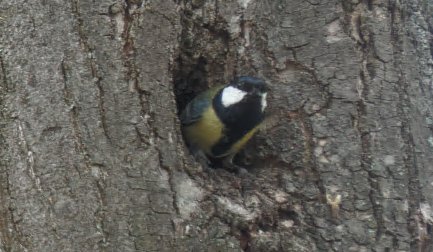great tit half out a tree hole