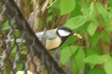 great tit sitting on fence pecker holding a worm tight
about to be feed