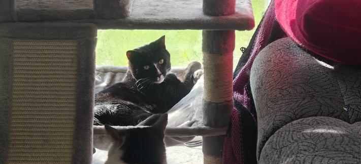 A photograph of our cat Raven in the hammock near the bottom of the gray cat tree. Raven is a tuxedo cat with a with blaze down his nose, ending in a black button nosetip.