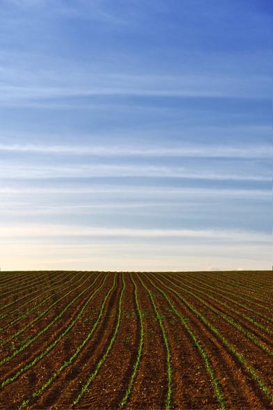color. portrait format. a sunny, warm spring day. i'm standing at the edge of a field. The earth is crispy brown. thin green lines of growing plants lead into the picture. the horizon begins with a clear line towards the lower third. this is where the sky joins in. Blue sky with long, soft veil clouds that run horizontally at 90 degrees to the green lines on the ground.