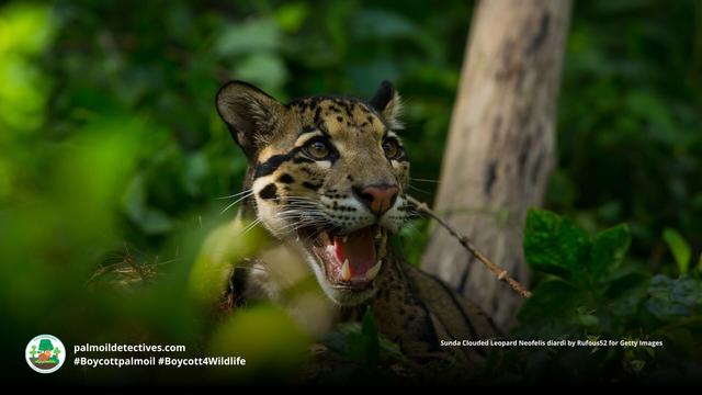 Sunda Clouded #leopards are agile ambush #predators 🐆 of #gibbons, wild #pigs and mouse deer in #Borneo and #Sumatra. #Palmoil deforestation is a huge threat to these #BigCats. Help them when you #Boycottpalmoil 🌴🔥💀🚫#Boycott4Wildlife @palmoildetect https://wp.me/pcFhgU-anN?utm_source=mastodon&utm_medium=Palm+Oil+Detectives&utm_campaign=publer