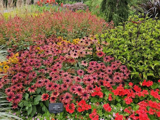 Azure Generated Description:
a garden of colorful flowers (51.04% confidence)
---------------
Azure Generated Tags:
outdoor (99.49% confidence)
plant (98.36% confidence)
tree (98.17% confidence)
annual plant (97.56% confidence)
flower (95.28% confidence)
groundcover (92.23% confidence)
herbaceous plant (88.28% confidence)
shrub (88.06% confidence)
botanical garden (87.04% confidence)
subshrub (85.65% confidence)
perennial plant (85.58% confidence)
red (83.31% confidence)
grass (78.02% confidence)
garden (75.79% confidence)