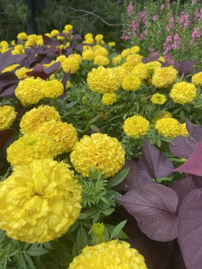 Azure Generated Description:
a group of flowers (44.70% confidence)
---------------
Azure Generated Tags:
flower (99.82% confidence)
plant (99.80% confidence)
annual plant (97.19% confidence)
yellow (95.31% confidence)
marigold (90.57% confidence)
petal (90.27% confidence)
chrysanths (90.06% confidence)
tagetes (87.50% confidence)
herbaceous plant (84.25% confidence)
outdoor (79.24% confidence)
garden (46.14% confidence)