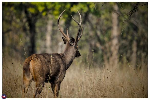 a male sambar looking away from the photographer, it is standing between dry grass, there is green leaves on tree in the back. 

the deer is large, and has brown fur on it, there is a large antler on its head.
