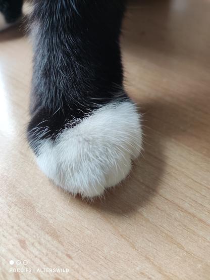 Katzenbein, schwarzes Fell, weißes Pfötchen.
