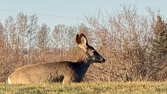 A mule deer resting on the grass beside some bare bushes.
