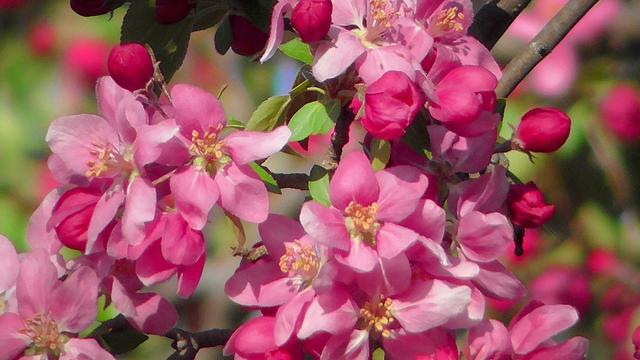 Crabapple blooming with some flowers still closed. Five pinkish red petals with hints of white. Yellow tipped stamens. A few green leaves here and there.