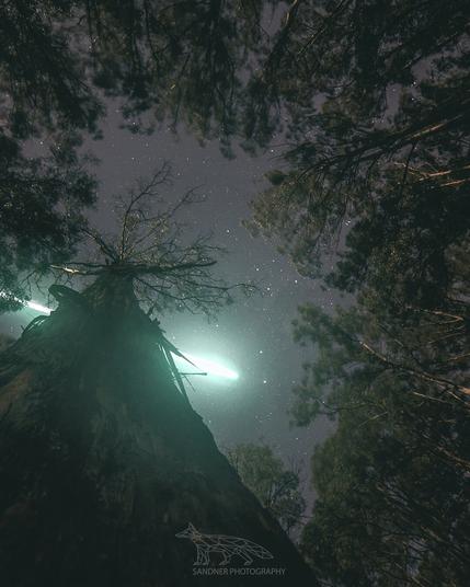 Looking straight up from the base of an ancient eucalyptus tree (mountain ash) in a dense forest at night. The gnarled trunk rises dramatically into a canopy of silhouetted branches. A bright green meteor or fireball streaks across the star-filled sky, casting an eerie glow that illuminates mist or haze among the treetops. The scene has a dreamlike, almost otherworldly quality.
