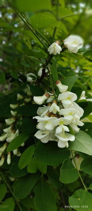 Grappe d'acacia