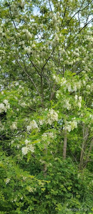 Buisson d'acacia en fleur