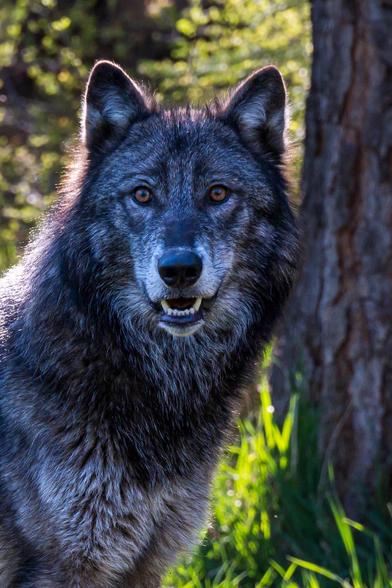 A close-up of a gray wolf with striking amber eyes, set against a blurred background of greenery and trees. The wolf's fur is predominantly gray with hints of black, and it appears alert and focused.