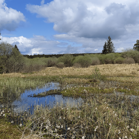 Eine Moorlandschaft mit Gewässer, Büschen und Sträuchern an einem heiter-wolkigen Tag.