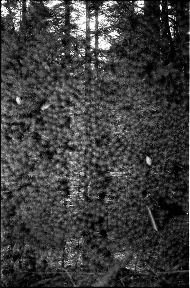 Black and white double exposure moss over a forest. Shot in portrait.