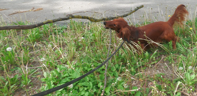 Krios carrying a fallen off branch 
holding at crotch 
3 time his length, 2 times in front, the rest parallel to his body
part his is holding is about 2 meters long and 90 degrees to his body
almost all parts are up in the air