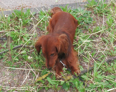 Krios bit another 10 cm long piece of already split crotch, those 2 legs are split in several pieces