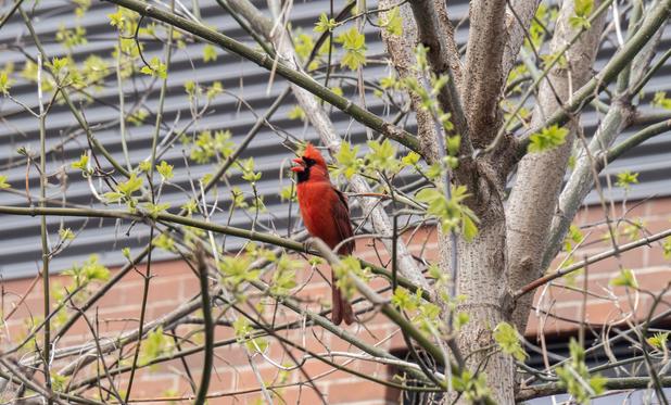 A very bright red male cardinal in a tree, his beak open in the middle of his very loud singing