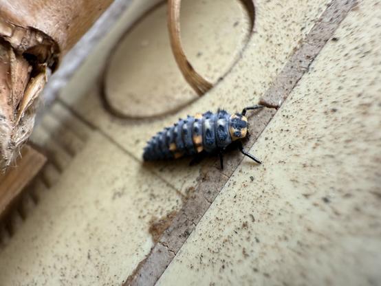 Una larva de marieta, semblant a un cocodril negre amb pintetes taronges, posada sobre una superfície plana, preparada per a fer-se nimfa i convertir-se en una marieta.