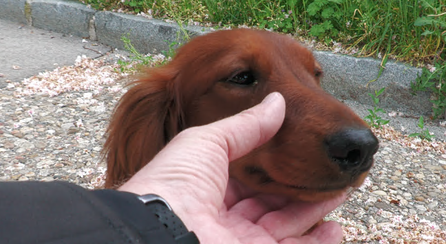 my hand gentle fixing #dachshund #Krios muzzle 
so I've a clear view