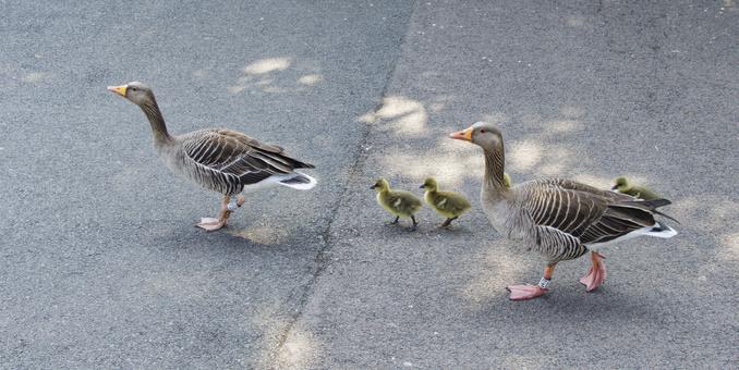 Two parent geese are herding a bunch of goslings across the asphalt path.