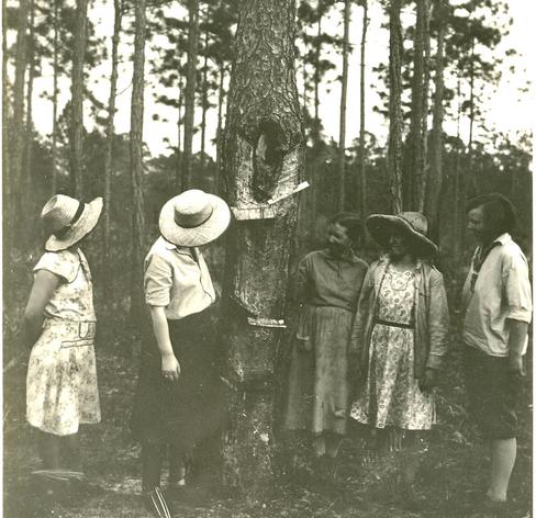 Photo taken by Francis Harper (American naturalist, who studied the Okefenokee Swamp region) on 4-9-1932. Photo shows residents gathered around a pine tree that had been "chipped" for resin which was turned into turpentine.