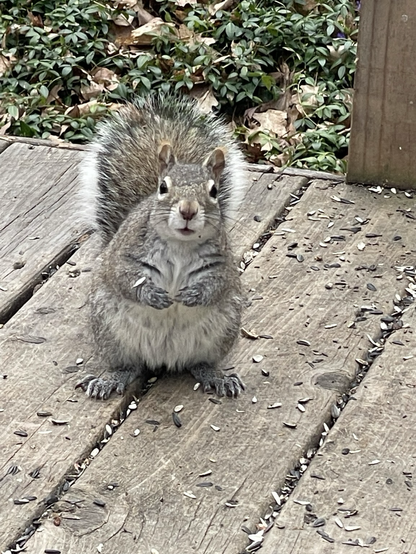 Squirrel standing upright, looking at the camera.