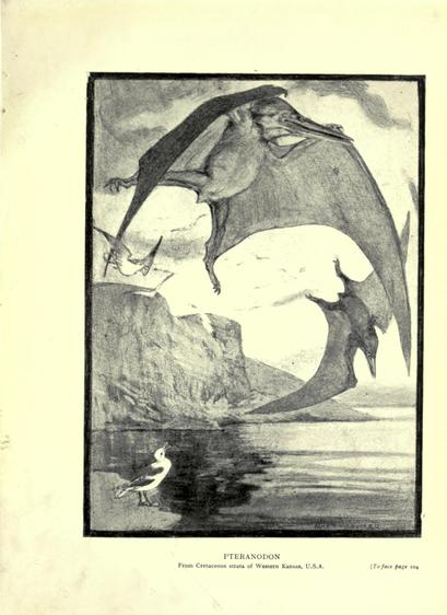 Historical illustration titled "Pteranodon" from 1912 depicting large flying reptiles from the Cretaceous period over a rocky cliffside near water. Two Pteranodons with elongated beaks and large membranous wings dominate the sky, while a smaller bird stands on the shore below. The scene highlights the contrast between ancient prehistoric creatures and modern birds, emphasizing the evolutionary connection. The monochrome artwork features detailed shading and textures to convey the creatures' size and flight. The caption notes the fossils originate from Western Kansas, U.S.A.