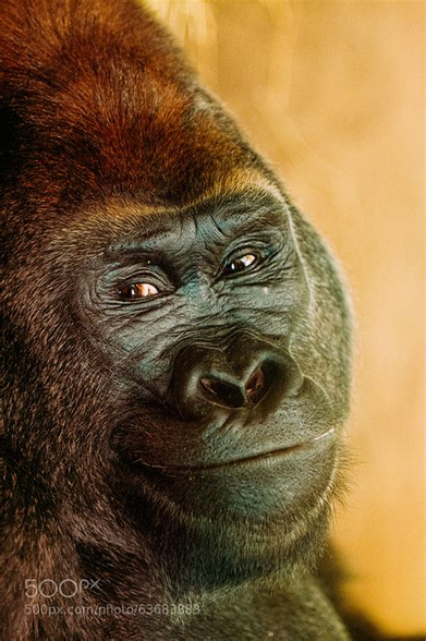 Smiling gorilla