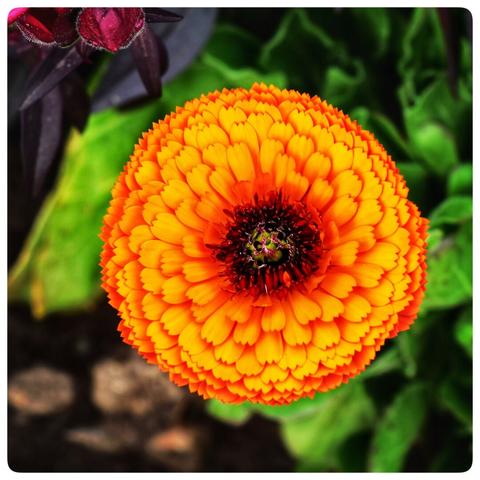 🌼
