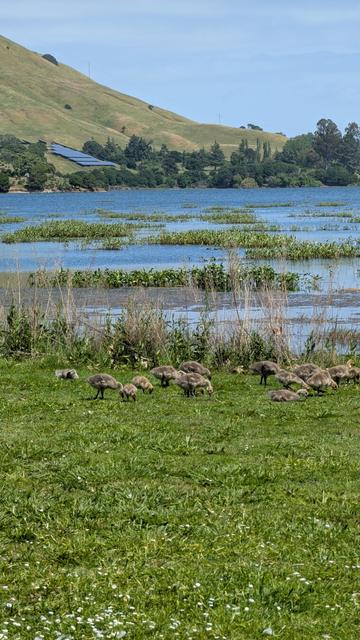 Geese and goslings along the shore of Stafford Lake, with blue sky and green hills in the background