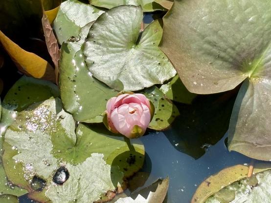 A pink water lily blooms amidst green lily pads on the surface of a pond, with sunlight reflecting on the water.