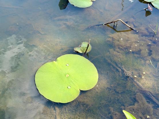 A large green lily pad floats on the surface of calm water, with a few smaller pads nearby. The water appears clear with some submerged vegetation and organic material visible below. A couple of droplets of water rest on the lily pad's surface.