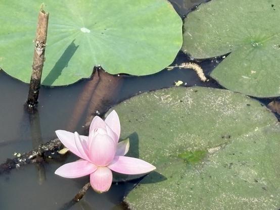 A pink lotus flower blooms on the surface of a pond, surrounded by large green lily pads and dark water. A few sticks are visible, and there are subtle reflections and shadows in the water.