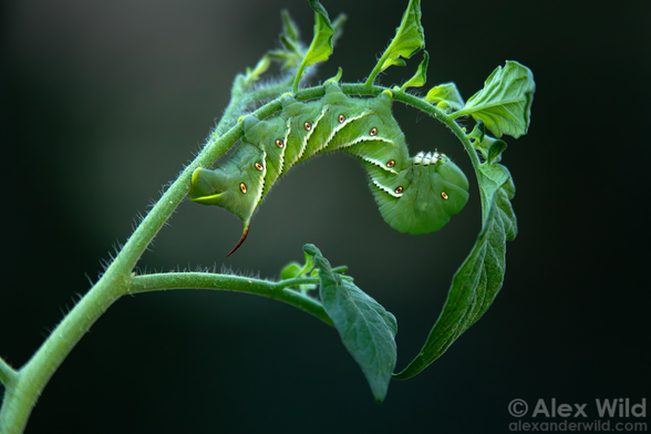 Artistic photo of a poised green hornworm, sitting upside down in the curl of a tomato leaf.